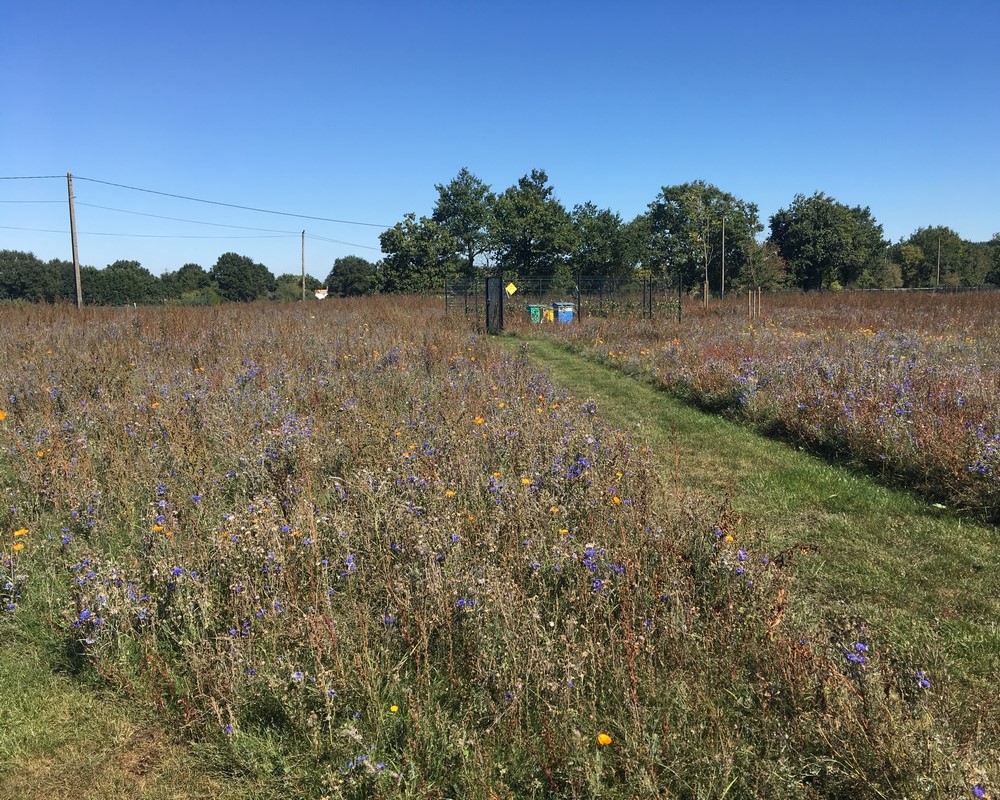 Prairie fleurie Méllifère Le Poiré Sur Vie