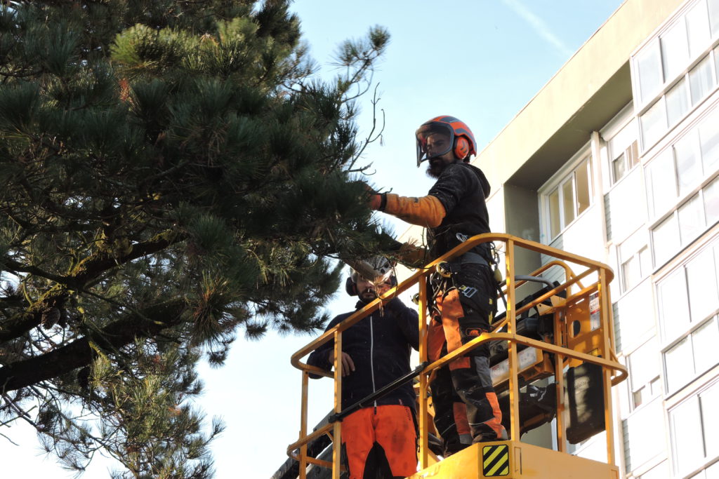 élagage arbre les sables d'olonne