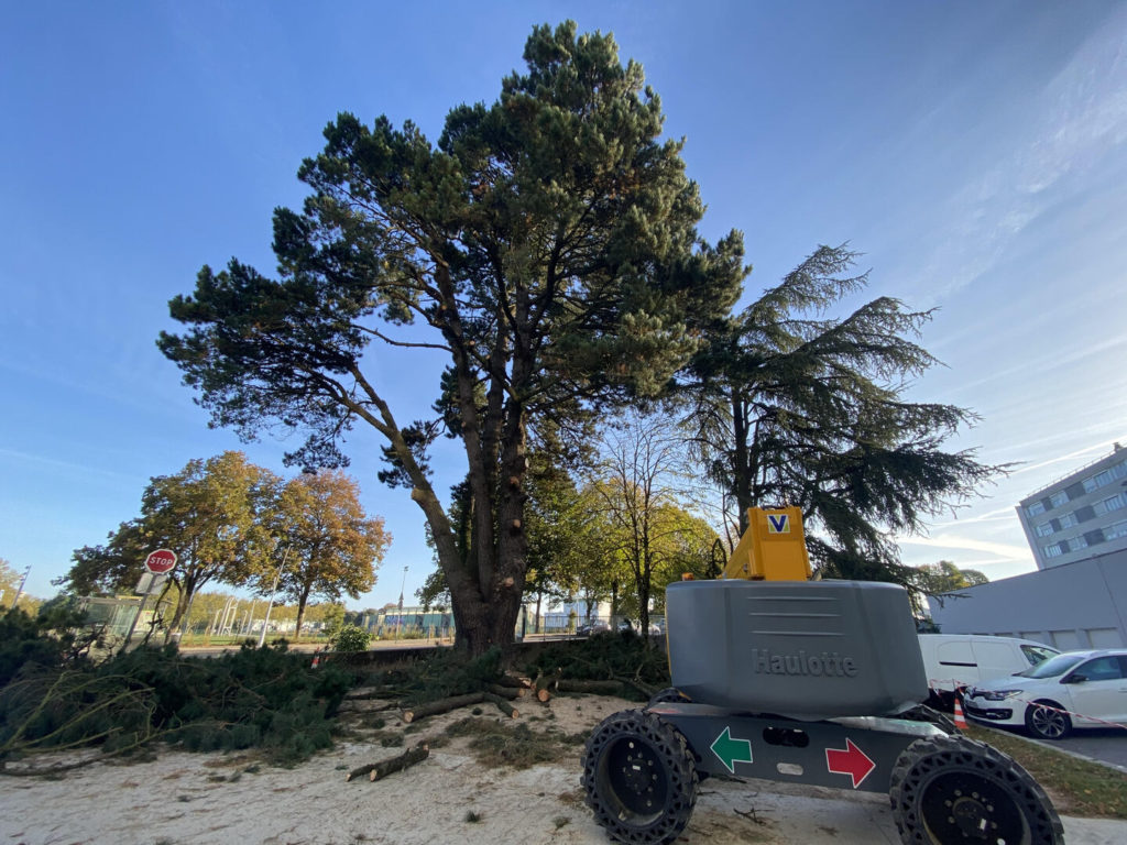 élagage d'arbres à La Roche sur Yon