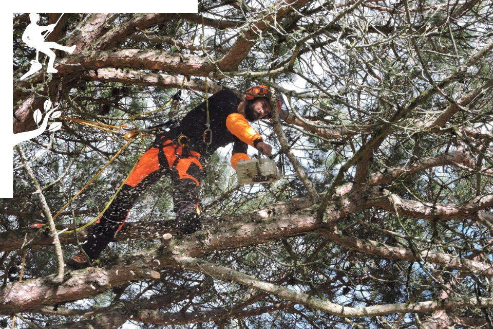 elagage des arbres en vendée