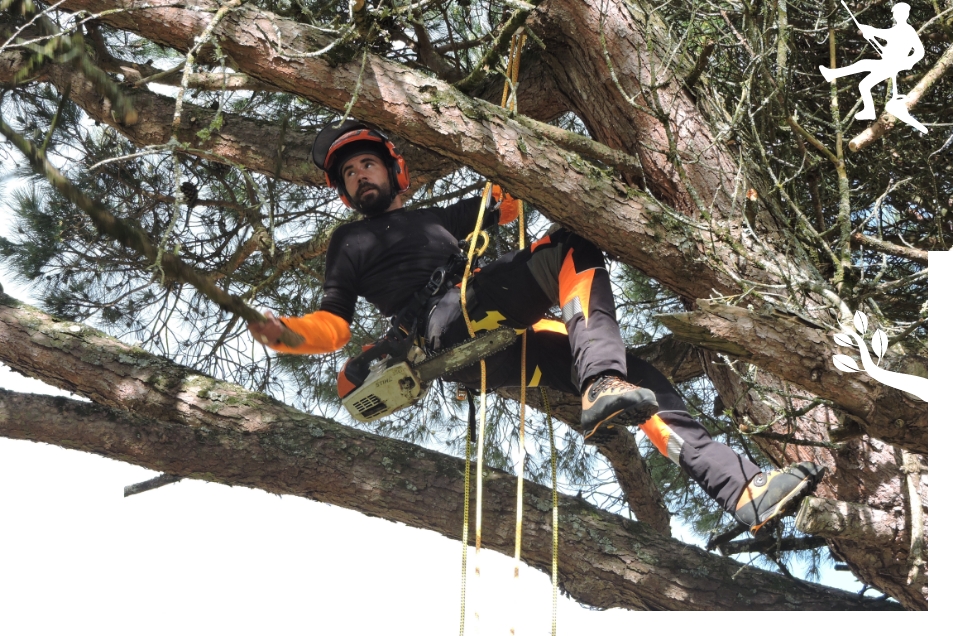 elagage des arbres et sécurité