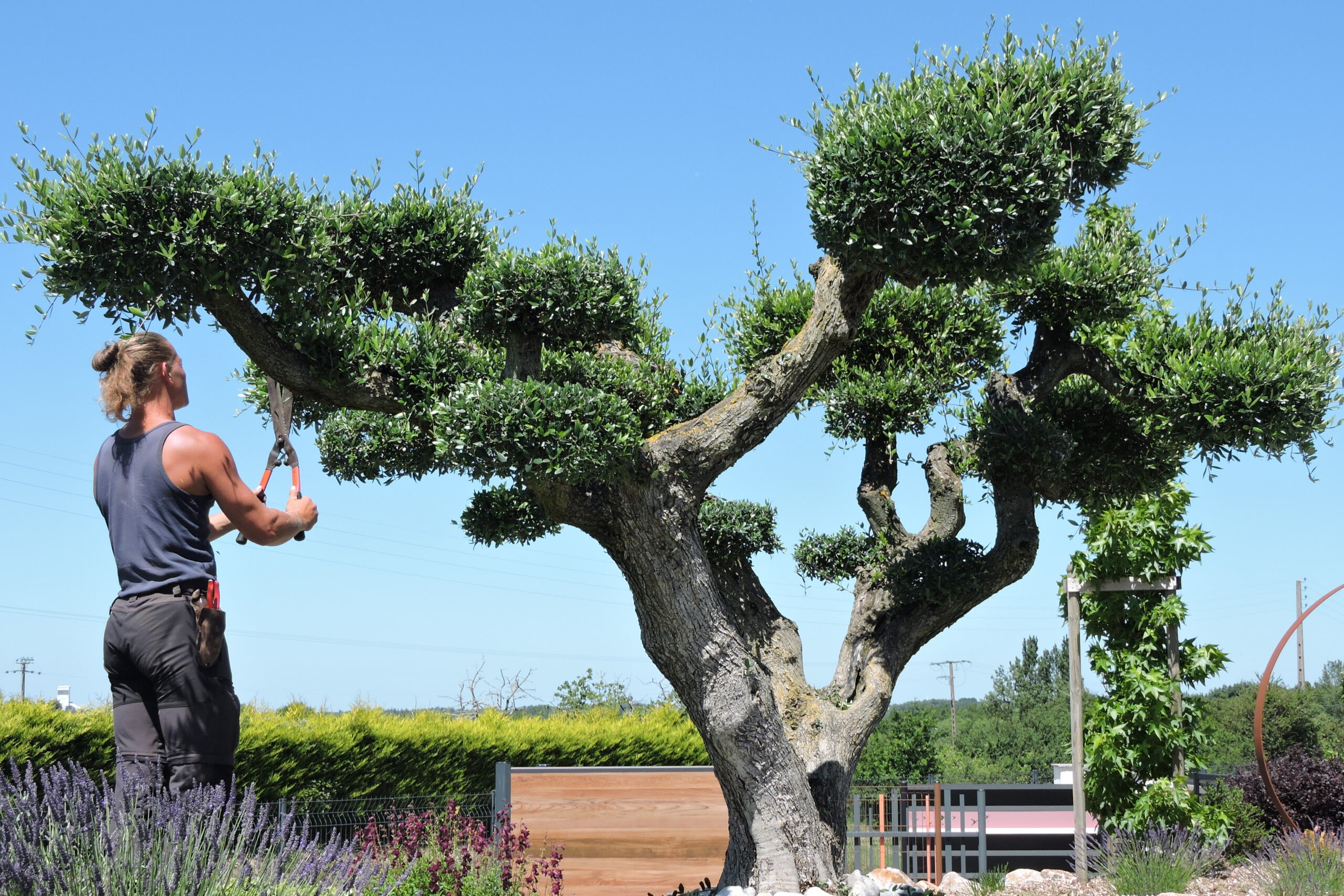 taille et élagage d'un arbre par jardins de vendée